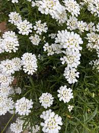 屈曲花英文 snowflake candytuft 学名 iberis sempervirens 别名 雪花屈曲花 常绿屈曲花 岩生屈曲花 珍珠球 蜂室 花屈曲花为十字花科多年生常绿草本植物 原产欧洲南部 sempervirens snowflakes plants