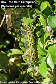 Image result for caterpillar box tree moth inside buxus plant