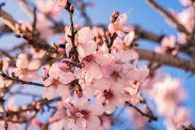 The almond tree grows from 15 to over 30 ft in height; Close Up Of Flowering Almond Trees Beautiful Almond Blossom Stock Photo Picture And Royalty Free Image Image 123662558