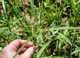 Image result for Cyperus glaucophyllus