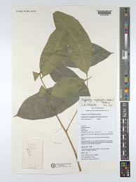 Image result for Angylocalyx