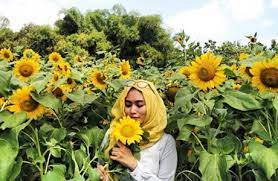 Bunga matahari atau biasa disebut sunflower tidak hanya memiliki bentuk mirip dengan matahari, tetapi pertumbuhannya juga sangat bergantung pada intensitas sinar matahari. Lokasi Tiket Kebun Bunga Matahari Jogja Spot Keren Berswafoto Penginapan Net 2021