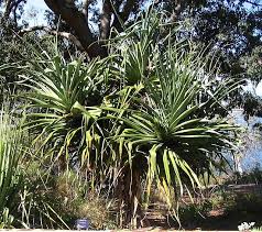 Image result for Pandanus chiliocarpus