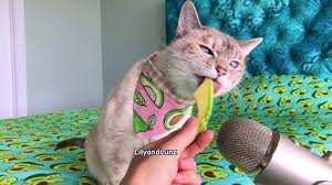 Many peoples love to eat avocado. Asmr Cat Eats Avocado Youtube