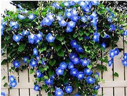 250 Heavenly Blue Morning Glory Vine Seeds Annual Etsy In 2021 Morning Glory Vine Blue Morning Glory Flowering Vines