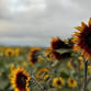 Sunflower Festival
