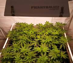 Jun 29, 2021 · following the dramatic events of light of the jedi, the heroes of the high republic era return to face a shattered peace and a fearsome foe. Are Lec Grow Lights Good For Growing Cannabis Grow Weed Easy