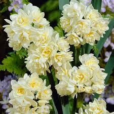 Narcissus Erlicheer Double Indoor Daffodil Bulbs Syn Narcissus Early Cheer Daffodil Bulbs Daffodils Narcissus
