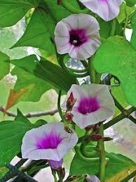 Fleurs De Patate Douce Vigne De Patates Douces Culture Des Pommes De Terre Douces Planter Patate Douce