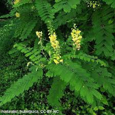 Image result for Caesalpinia decapetala