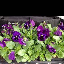 Pansies Will Look Good Until Hot Weather If They Are Leggy Prune Lightly And Feed For Growth And Blooms They Are Heavy Feeders Plants Pansies Prune