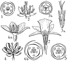 Image result for Pontederiaceae