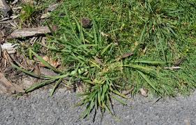 Learn how to kill crabgrass without killing the lawn in 8 days. How Can I Get Rid Of Crabgrass In My Lawn Unh Extension