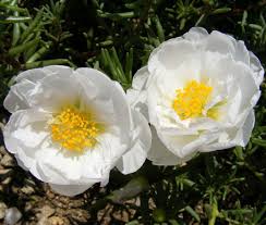 Image result for Portulaca