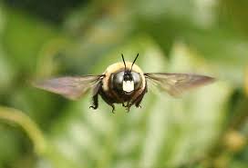Carpenter bees are rather solitary and excavate their nests in wood. Eastern Carpenter Bee Hovering Xylocopa Virginica Bugguide Net