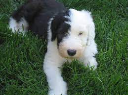 Albe Old English Sheepdog Puppy Old English Sheepdog Puppy Old English Sheepdog Puppies