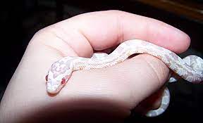 My Baby Snow Corn Snake Sylvanas Corn Snake Baby In Snow Snake