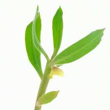 Image result for Monadenium discoideum