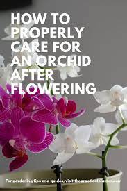 How To Properly Care For An Orchid After Flowering Cymbidium Orchids Care Orchid Care Orchid Plant Care
