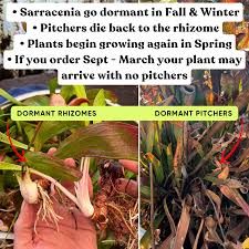 Image result for Brachyachne fulva