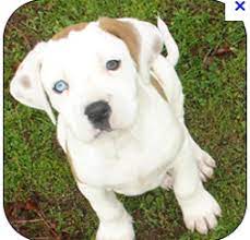 I Will Own This Dog One Day White And Brown Pitbull Puppy Pit Puppies Cute Animal Photos Pitbull Puppy