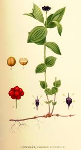 Image result for Cornaceae