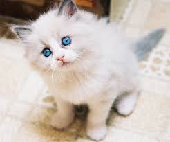En Guzel Kedi Fotograflari Fotograflari Ve En Guzel Yasam Fotograflari