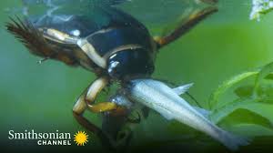 Water Bugs: What They Are And How To Get Rid Of Them