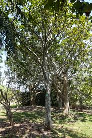 Image result for Treculia