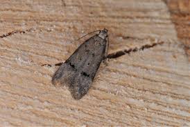 Image result for Telechrysis tripuncta