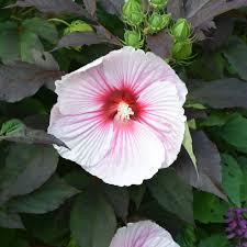 Image result for Hibiscus kirkii