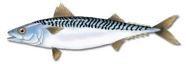 Atlantic Mackerel Maine Saltwater Fishing
