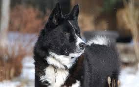 Karelian Bear Dog Breed Origin Behavior Trainability Health Facts Puppy Color Really weird perspective, i think. karelian bear dog breed origin