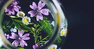 La ricerca dei fiori, delle foglie e delle essenze aromatiche, è un viaggio avventuroso nella. L Acqua Di San Giovanni Preparazione E Benefici Piante It