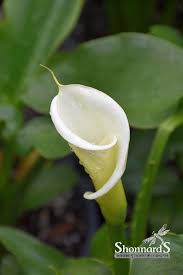 Image result for Zantedeschia aethiopica