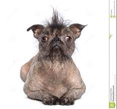 pin on dogs
