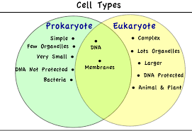 Microbiology Prokaryotic And Eukaryotic Cells Google Search Microbiology Study Microbiology Science Biology
