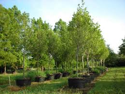 Shirasawaum autumn moon japanese maple. October Glory Red Maple Bemis Tree Farm