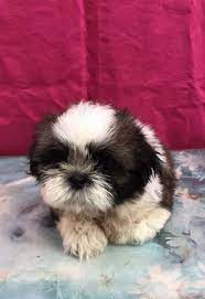 Shih Tzu For Sale All Animals Baguio Philippines Brand New 2nd Hand For Sale Page 1