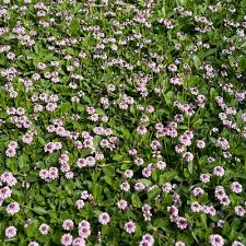 Image result for Lippia