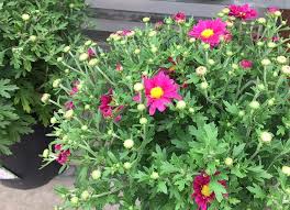 Maybe you would like to learn more about one of these? Fabulous Fall Mums Every Year Sargent S Nursery