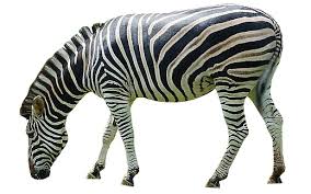 Zebra Png Animais