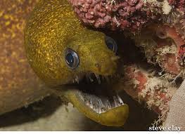 Unlike other eels, moray eel has two sets of sharp teeth. Fish Facts Moray Eels Mikumba Diving