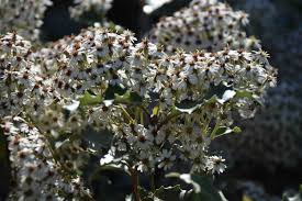 Image result for Oleandra distenta