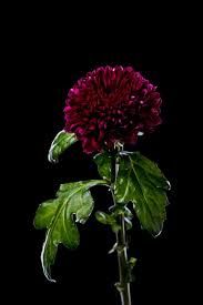 If you're planning on overwintering them, plant mums in late spring to give them time to develop roots. Chrysanthemum Flowers Featured Content Lovingly