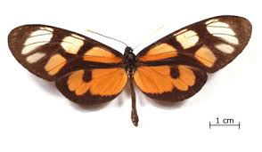 Image result for Aedesia