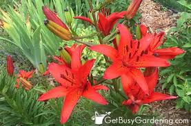 Check spelling or type a new query. 21 Of The Best Red Flowers Perennials Annuals Get Busy Gardening