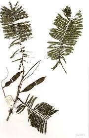 Image result for Acacia polyacantha