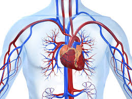 Resultado de imagen para cuerpo humano