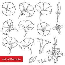 Vector Set With Outline Petunia Flower Bunch, Leaves And Bud In Black  Isolated On White Background. Garden Ornamental Plant In Contour Style For  Summer Design And Coloring Book. Stock Vector | Adobe